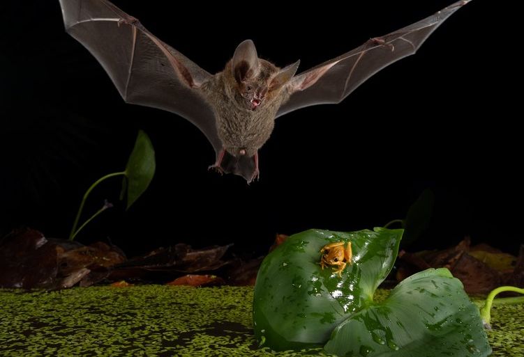 “الأسد” الصغير!