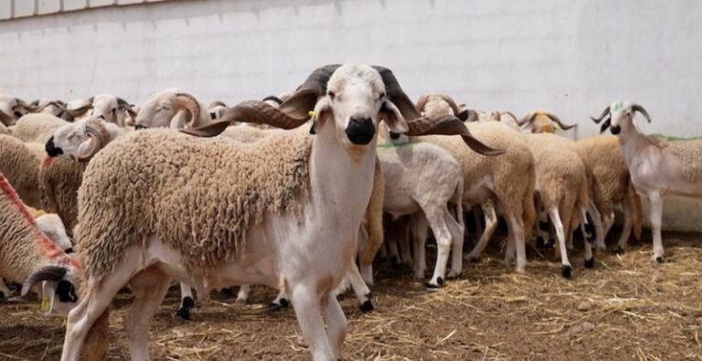 تشكيل لجنة طوارىء بعد تسجيل حالات حمى قلاعية في مزارع للمواشي