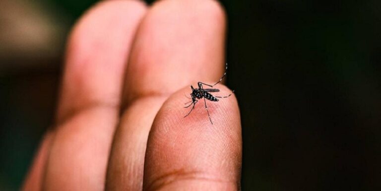 “البرغش” يقتل 33 شخصاً في كوبا!