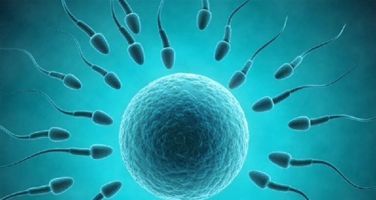 العلم يعيد كتابة قصة الإخصاب: البويضة تختار ولا تنتظر!