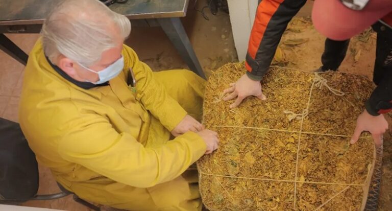 “الريجي”: بدء تسلّم محاصيل تبغ البقاع