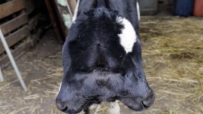 ولادة عجل برأسين في لبنان!