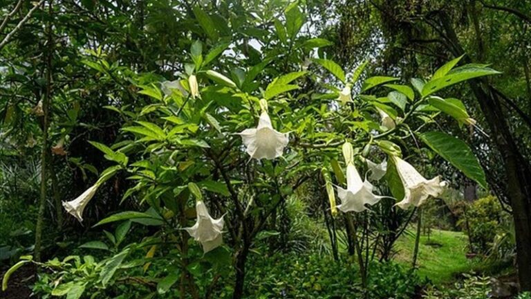 إبستين يهتم بنباتات سامة تحتوي مادة تؤثر في الدماغ.. رسائل إلكترونية تثير القلق