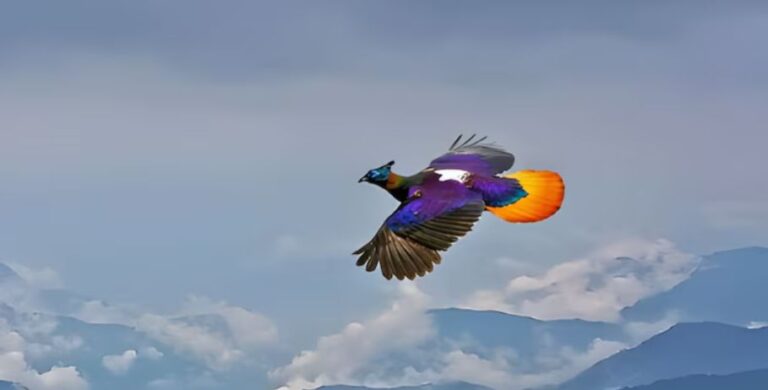 طائر الألوان الـ 9 يظهر في السماء!