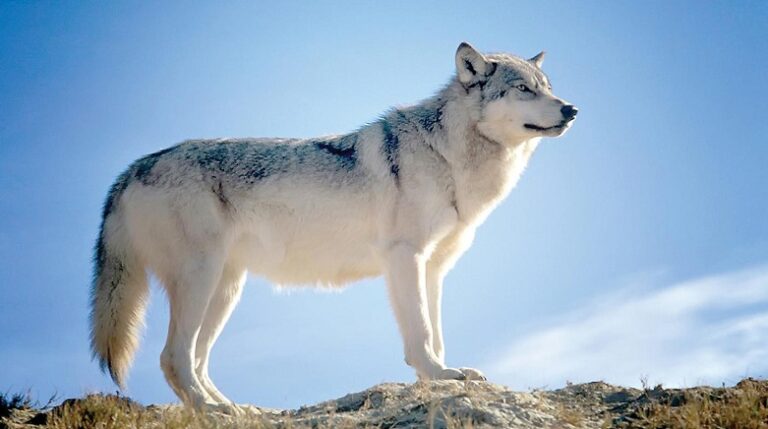 فرنسا تسمح بإعدام نحو 200 ذئب!