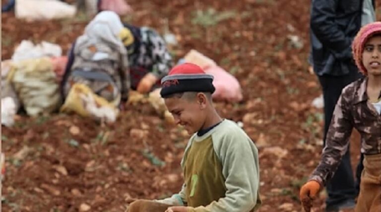 كارثة زراعية في البقاع: “حبّات البرد” تنهش المحاصيل